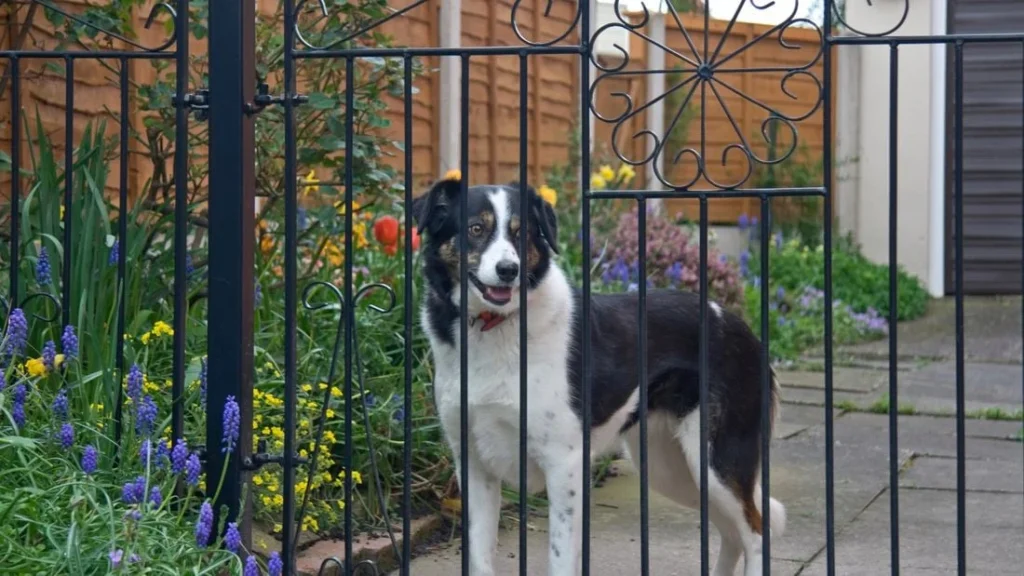 dog fencing